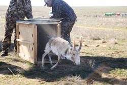 В Астраханской области выпустили на волю двухгодовалую антилопу