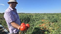 Господдержка помогает астраханским овощеводам реализовывать урожай