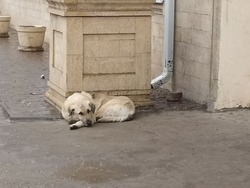 Решение астраханского областного суда об экстраординарной ситуации оставили в силе