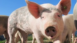 В Астраханской области выявили новый очаг африканской чумы свиней