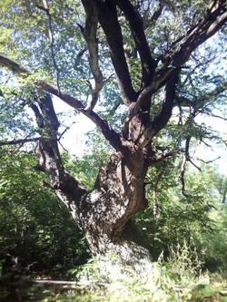 500-летний дуб из Чёрного Яра борется за звание «Дерево года»