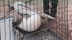 В Астраханской области из ледяного плена спасли кудрявого пеликана