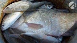 За время проведения операции «Путина-2022» в Астраханской области изъяли более 2 тонн рыбы
