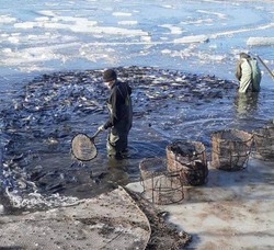 В Астраханской области развивается прудовое рыболовство