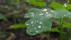 Осень в Астраханской области начнётся с дождя и грозы