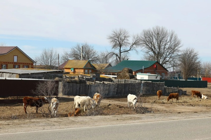 В Астраханской области решают проблему с ДТП из-за бесконтрольного выгула скота