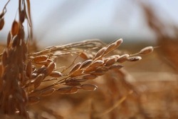 Астрахань может стать рисовой столицей России