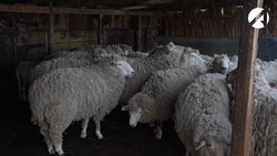 Астраханские животноводы поставляют овец в Армению и Казахстан