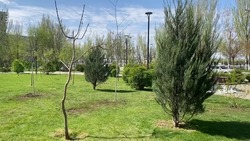 В сквере Журналистов в Астрахани высадили липы и берёзы