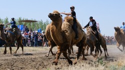 В Астраханской области на Сабантуе пройдут верблюжьи бега 