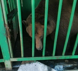 Зоозащитники возмущены условиями для медведей в саратовской гостинице