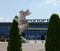 Заяц задержал вылетающий из Астрахани самолёт