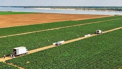 В Астраханской области в этом году планируют собрать более 100 тысяч тонн перца