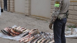 В Астрахани осудили трёх браконьеров