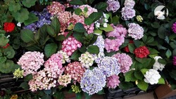Базаринг в Астрахани: 22 апреля. Цветы и деревья