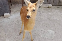 Волгоградка нарушила закон, приютив косулю