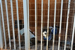 В муниципальный приют под Астраханью поместили 255 собак