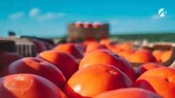 Астраханская область выращивает 74 % от объёма томатов всей России