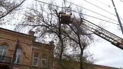 В Астрахани продолжается опиловка деревьев
