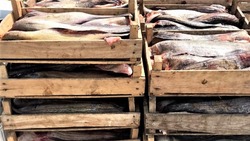 В Астраханской области пограничники изъяли более 4 тонн рыбной продукции