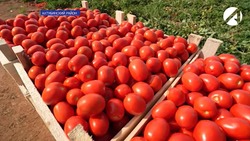 На конкурс «Агростартап» заявились 59 астраханских сельхозпроизводителей