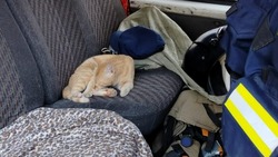 У астраханских спасателей появился кот-антистресс