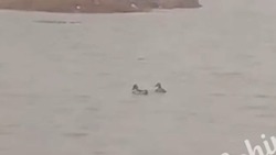 В Астрахани в лужах плавают утки