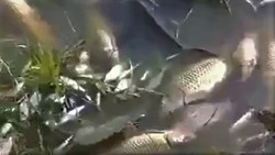 Видео с массовой гибелью рыбы в Астраханской области оказалось фейком