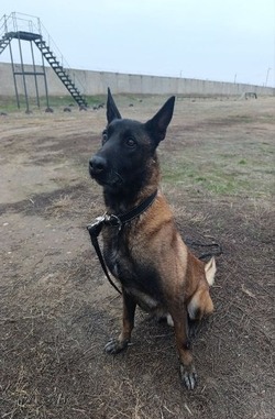 Полиция Астрахани ищет хозяина для служебной собаки