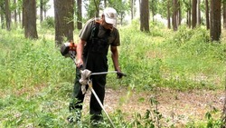 В Астрахани борются с наркосодержащими растениями
