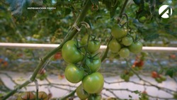 За первый год работы в астраханской теплице «Кедр» собрали 6,5 тыс. тонн помидоров