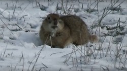 В астраханском заказнике проснулись суслики 