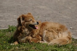 Следком возбудит уголовное дело о нападении бродячей собаки на астраханку