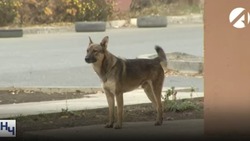 Следком взял на контроль дело о нападении собаки в Астрахани