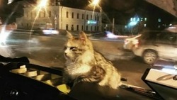 В Астрахани кошка заскочила в маршрутку и обрела дом