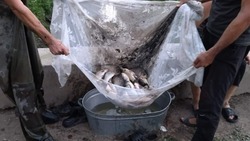 Жители астраханского посёлка Морской спасли рыбу из пересохшего ерика