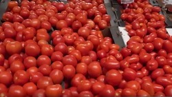 Астраханцам объяснили причину роста цен на томаты
