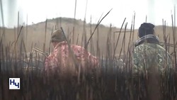 С 1 ноября в Астраханской области можно охотиться на фазанов, куропаток и уток