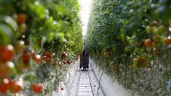 В Астраханской области увеличиваются площади тепличных хозяйств