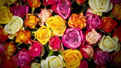 Почти пять тысяч роз отправили из Астраханской области в Казахстан