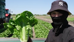 550 тонн салатов собрали с астраханских полей