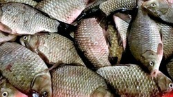 В Астраханской области выявлено 14 тонн рыбы сомнительного происхождения