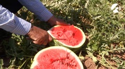 Астраханские фермеры отправляют арбузы в Москву и Санкт-Петербург