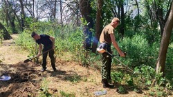 В Астраханской области ликвидируют заросли конопли