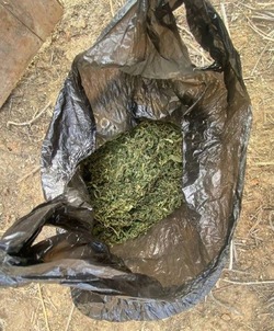 В сарае астраханского слесаря нашли свыше 3 кг конопли