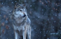 В астраханском селе решена проблема с волками и уличным освещением