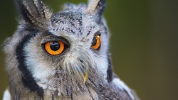 Астраханские знатоки получили шанс отправиться на чемпионат России