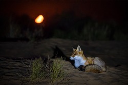 В Астрахани пройдёт «космическая» выставка Ольги Семисотовой