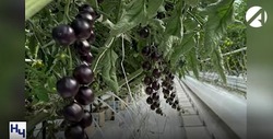 На астраханском сельхозпредприятии созревают чёрные черри