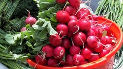 Астраханские дачники смогут поставлять овощи в торговые сети